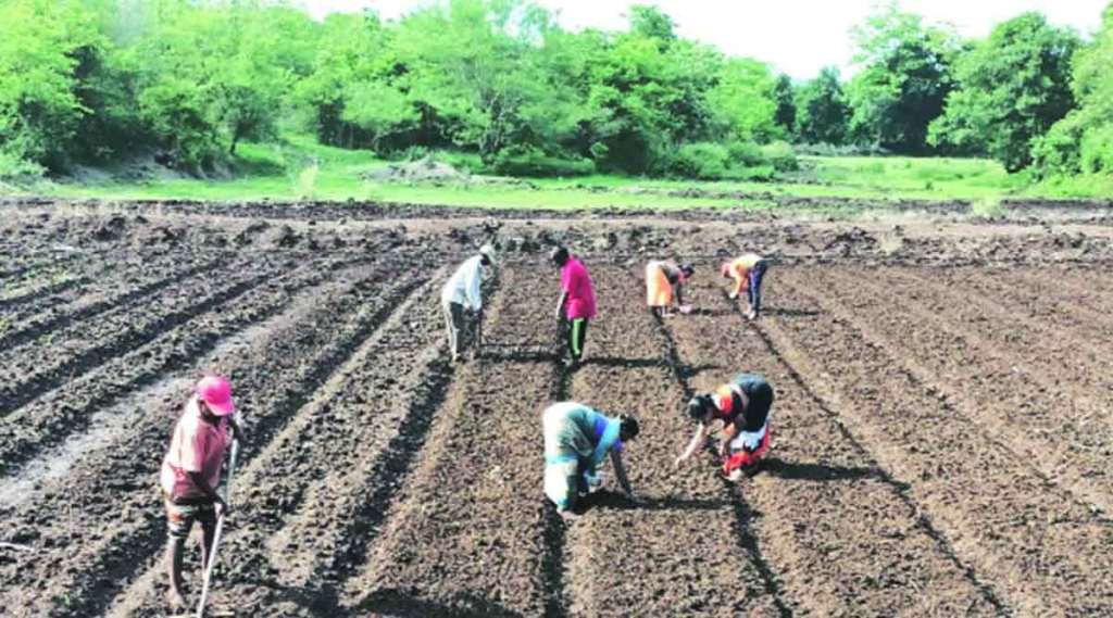 भात लागवडीतील  नवे ‘एसआरटी’ तंत्र!
