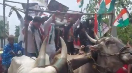 Congress stages protest, bullock cart broken, mumbai congress, bhai jagtap