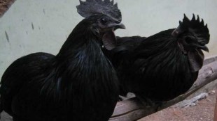 Kadaknath