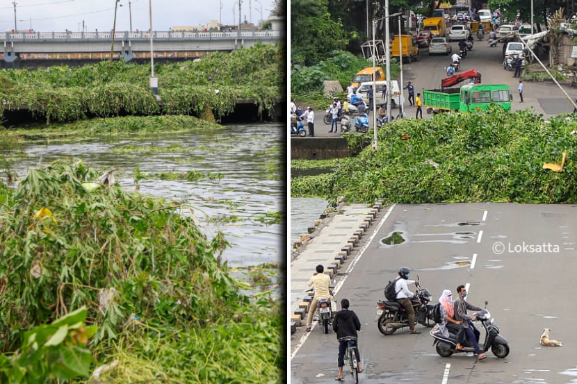 Huge Amount Of Water Hyacinth Stuck At Bhide Bridge Water Released From ...