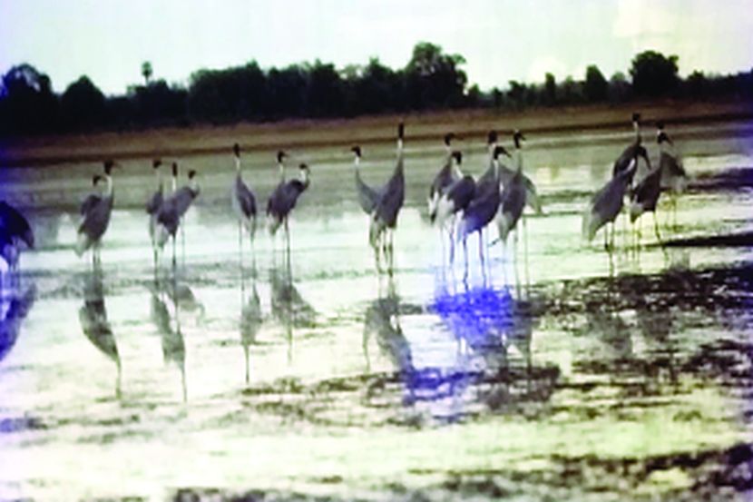 चितमपल्ली परतले अन् सारसांची संमेलनेही संपली..! चितमपल्ली परतले अन् सारसांची संमेलनेही संपली..!