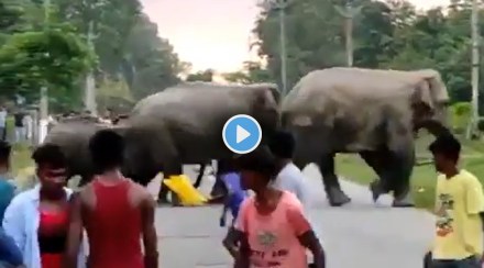 Man crushed by an elephant incident happened after being teased for no reason Video goes viral gst 97