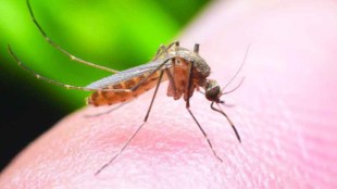 Zika-Virus