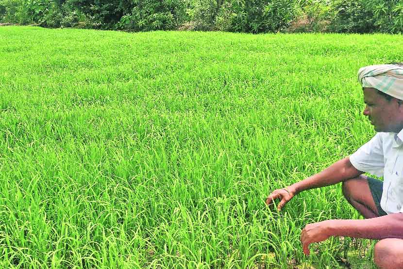 पंतप्रधान पीक विमा योजनेचे तीनतेरा