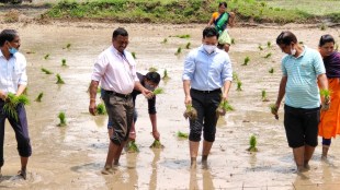 Gadchiroli-District Collector planted paddy in the field