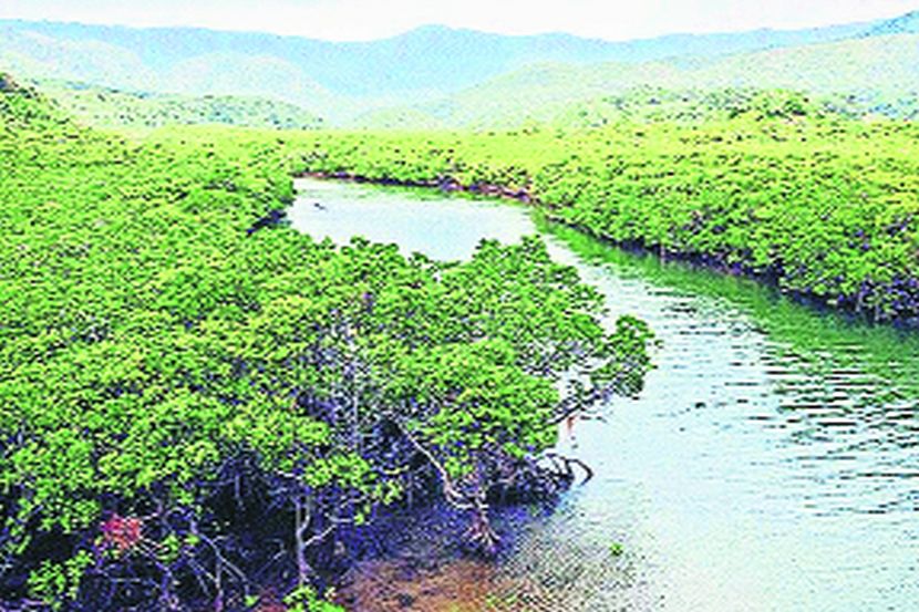 कांदळवन क्षेत्र वन विभागाकडे हस्तांतरित