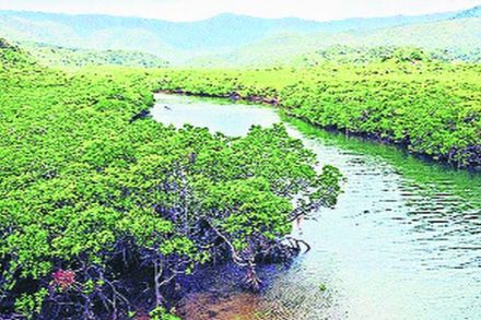 कांदळवन क्षेत्र वन विभागाकडे हस्तांतरित