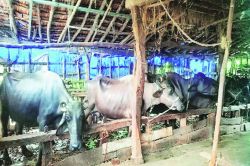 पालघर जिल्ह्य़ातील पशुपालक अडचणीत