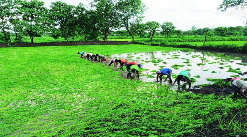 शेतकऱ्यांना बाजारभाव मिळवून देणारे उत्पादन घेण्यास प्राधान्य!