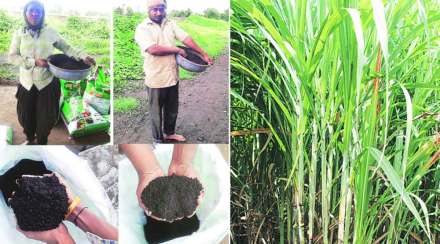 शाहू कारखान्याचा सेंद्रिय खत प्रकल्प