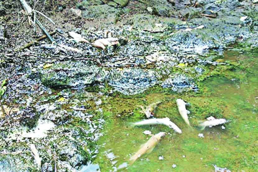 रसायनयुक्त पाण्यामुळे मासे मृत