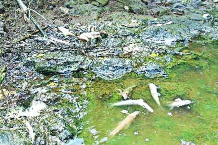 रसायनयुक्त पाण्यामुळे मासे मृत
