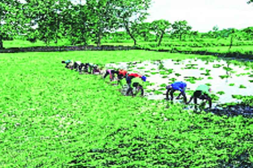 पावसाच्या लांबणीमुळे १२० दिवसांची पिके घेण्याकडे शेतकऱ्यांचा कल