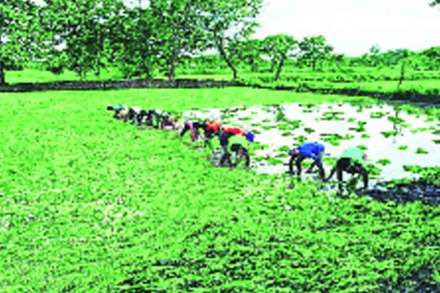 पावसाच्या लांबणीमुळे १२० दिवसांची पिके घेण्याकडे शेतकऱ्यांचा कल