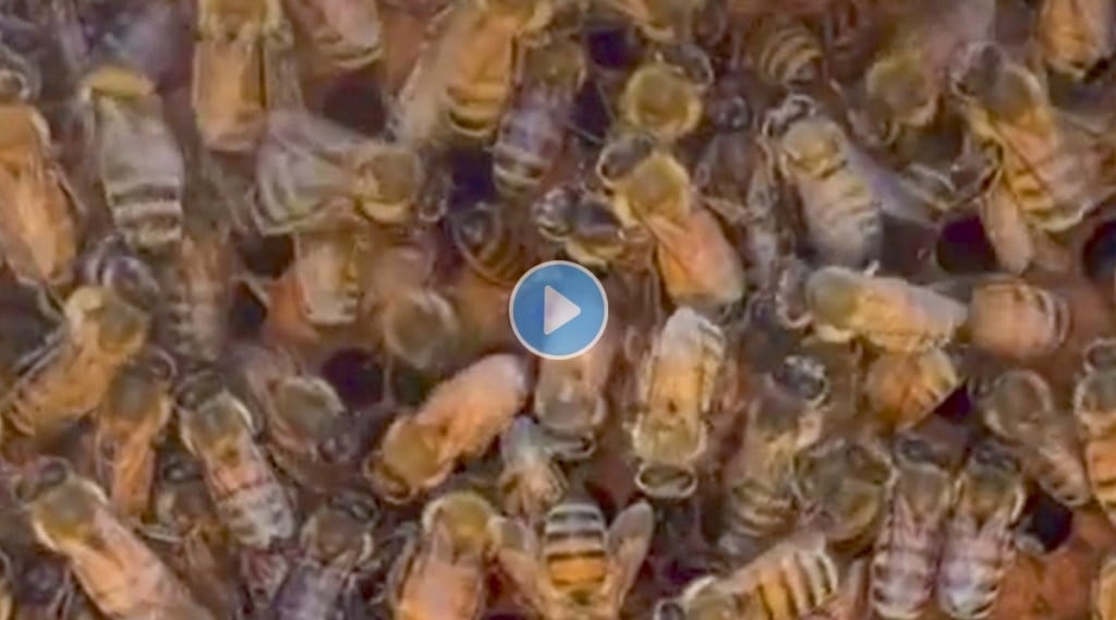 Can you find queen bee in this video