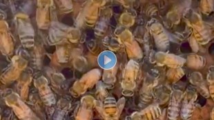 Can you find queen bee in this video