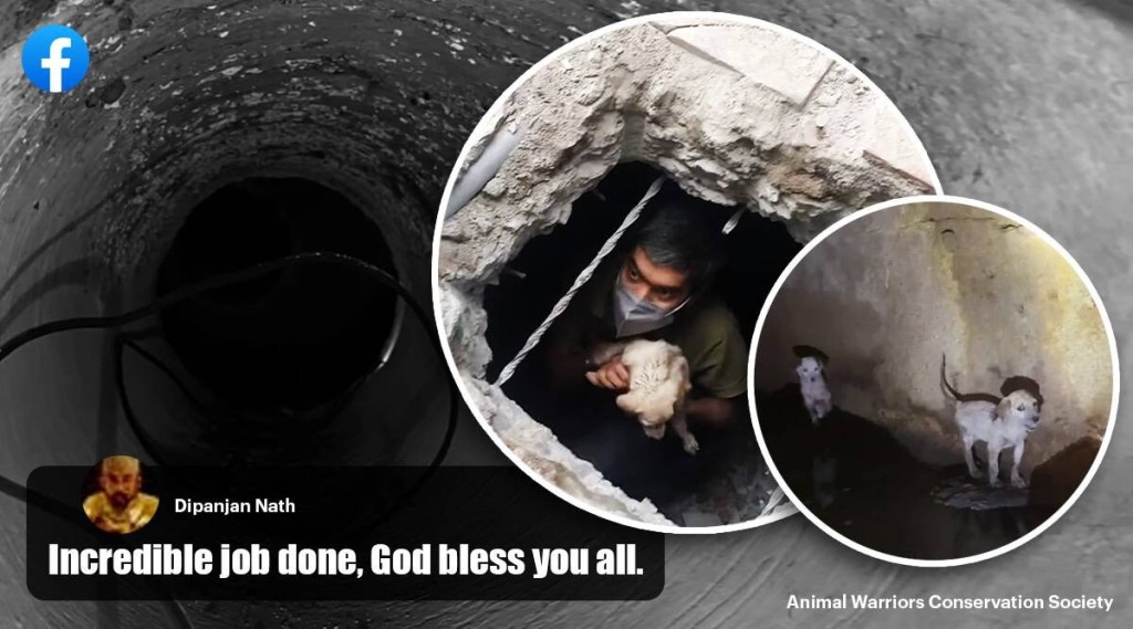 Hyderabad animal activist group rescues puppies