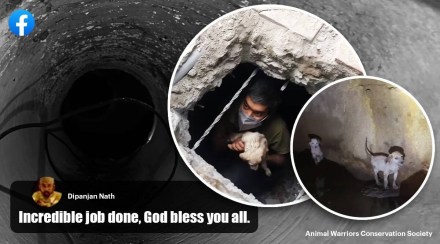 Hyderabad animal activist group rescues puppies