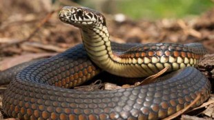Snake Bites Man Odisha He Bites Back Kills Snake gst 97