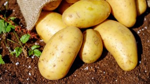 After soy milk and oat milk potato milk will be a new alternative to milk know benefits gst 97
