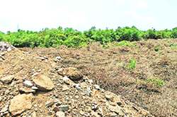 ‘सेझ’ क्षेत्रात कांदळवनांची तोड