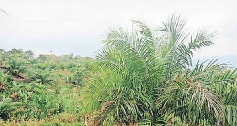 पारंपरिक तेलबियांवर ‘पाम’ शिरजोर