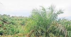 पारंपरिक तेलबियांवर ‘पाम’ शिरजोर