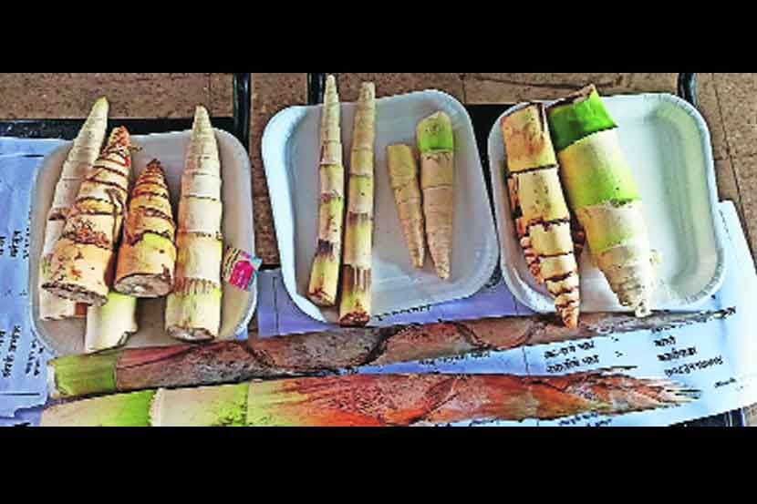 केम परिसरातील वनौषधींचा खजिना नामशेष होण्याच्या मार्गावर