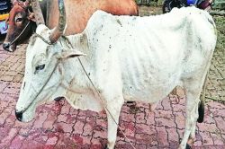 लम्पी रोगामुळे शेतकरी चिंताग्रस्त