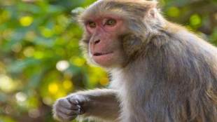 Monkey
