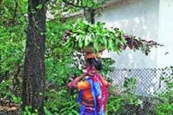 गणेशोत्सवाच्या पार्श्वभूमीवर आदिवासींचा रानभाज्या विक्रीवर भर