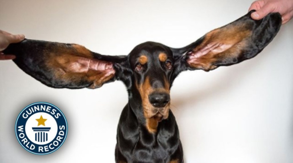bigest earof dog
