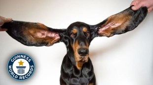 bigest earof dog