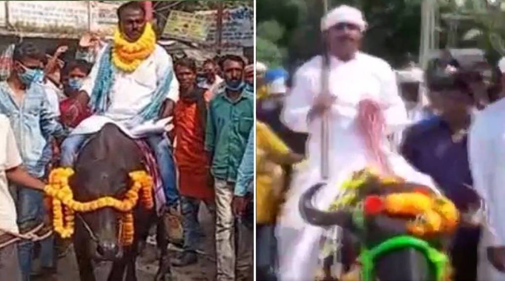 bihar-panchayat-polls-azad-alam-buffalo-viral-video