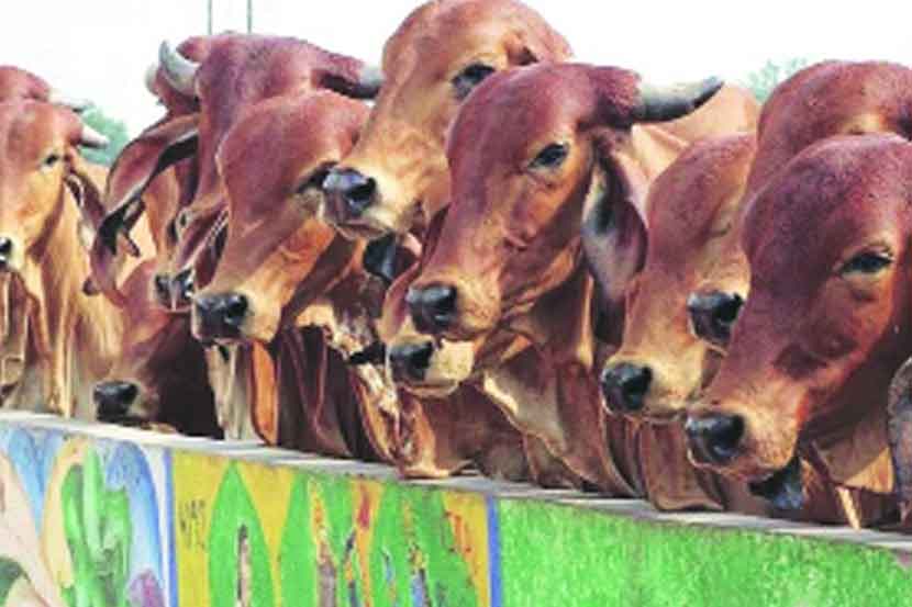खासगी गोशाळांना अनुदानाची योजना कागदावरच