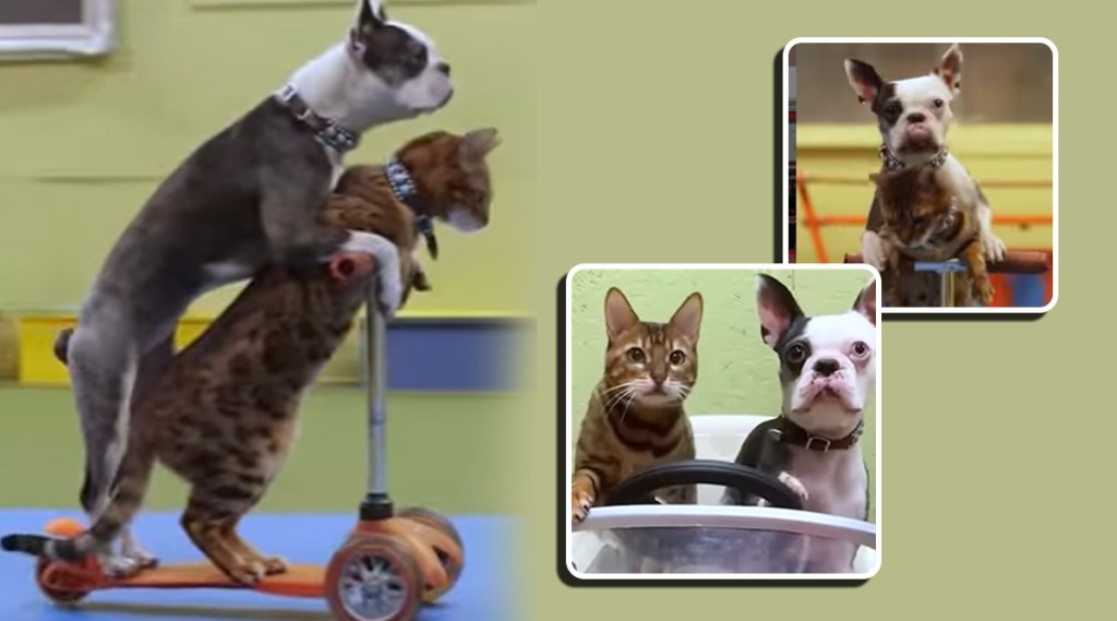 dog cat made world record