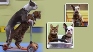 dog cat made world record