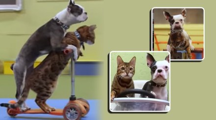 dog cat made world record