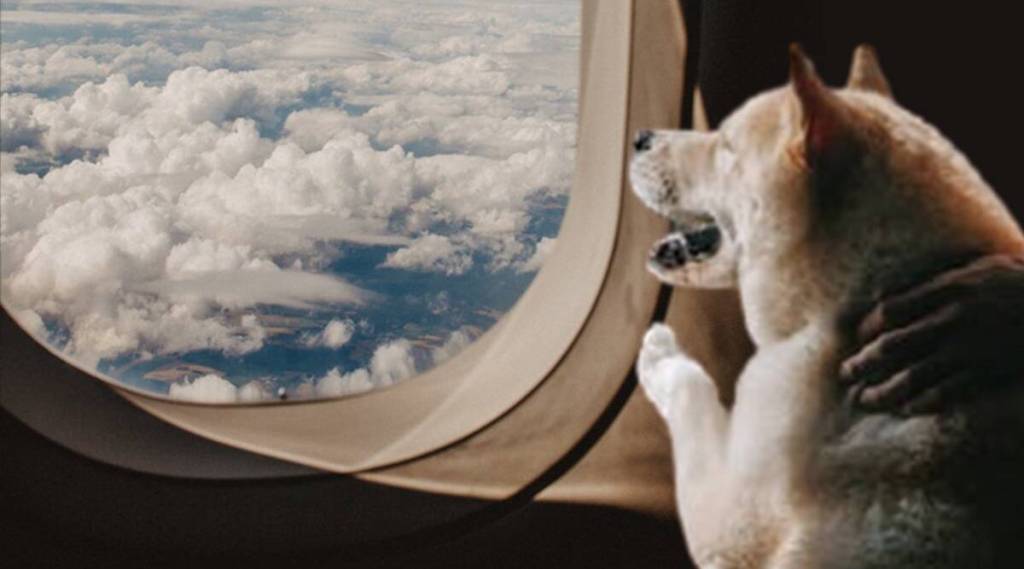 dog in flight