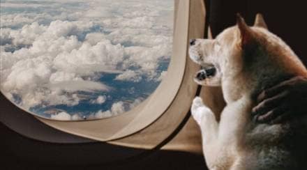 dog in flight
