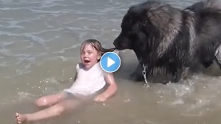 dog save girl child