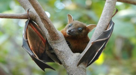 Nipah virus