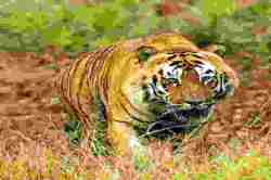 वाघाच्या बछडय़ाचा मृत्यू