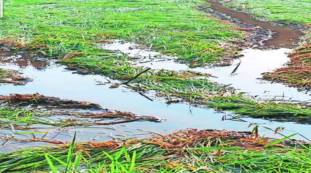 भातशेती पुन्हा संकटात भातशेती पुन्हा संकटात