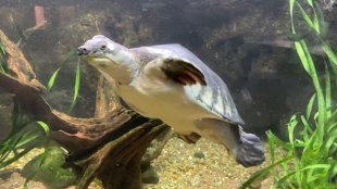 pignosed-turtle