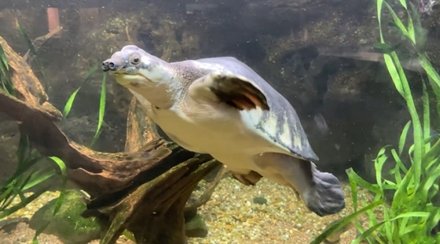 pignosed-turtle