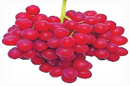 अमेरिकी लाल द्राक्षांना मोठी मागणी