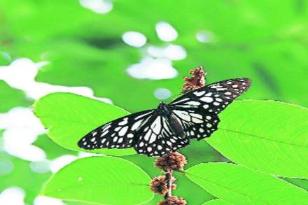 डोंबिवलीची जैवविविधता निसर्ग प्रेमींकडून संकलित 