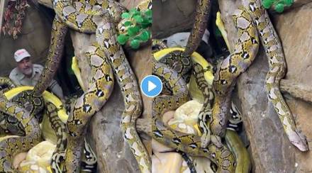 viral sanke video