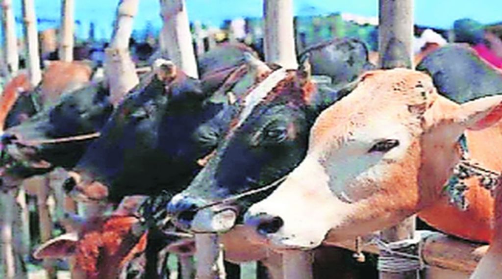 वसई-विरार पालिकेच्या पशुगणना अहवालाचे गौडबंगाल
